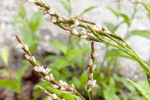 藍の花